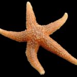étoile de mer libertine